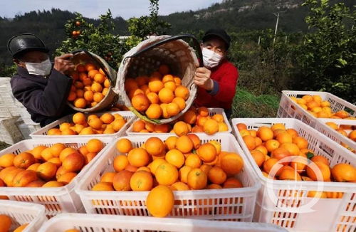 重慶特產(chǎn)戰(zhàn)疫① 重慶農(nóng)特產(chǎn)品集中 觸網(wǎng) ,與企業(yè)建立 一對一 保姆式服務(wù)